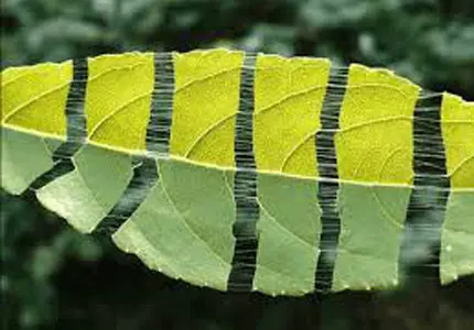 Eucommiaの葉のエキス