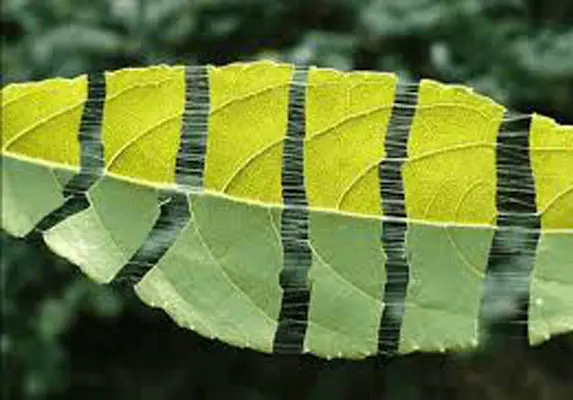 Eucommiaの葉のエキス