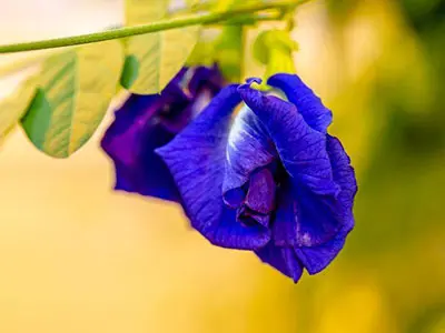食品業界の主要なマイルストーン-Fdaはバタフライエンドウ豆の花から自然な青い食べ物の色を承認します。