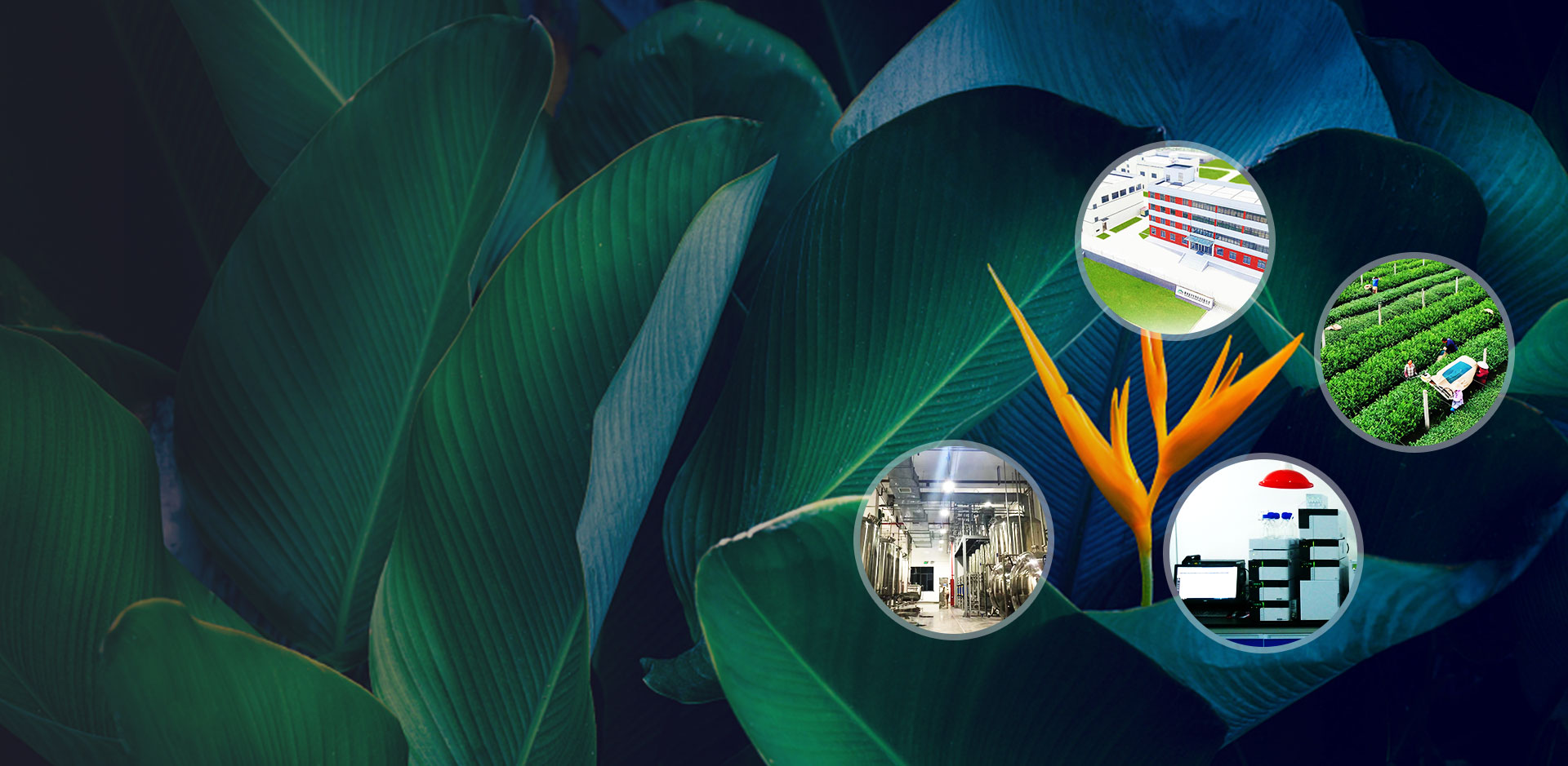 天然成分のプロのメーカー