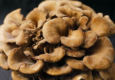 Maitake Mushroom Extractの免疫力を高める利点と、他のハーバルサプリメントとの相互作用を探る