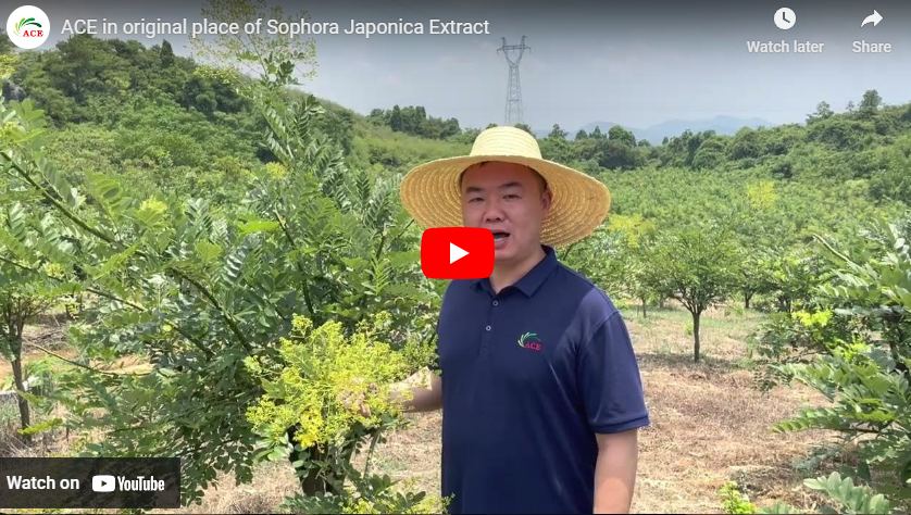 Sophora Japonica Extractの元の場所にACE
