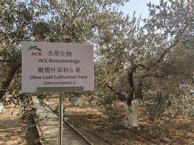 オリーブの木が中国で栽培を始めた方法?