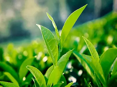 緑茶抽出物は血中脂肪を減らすことができますか?