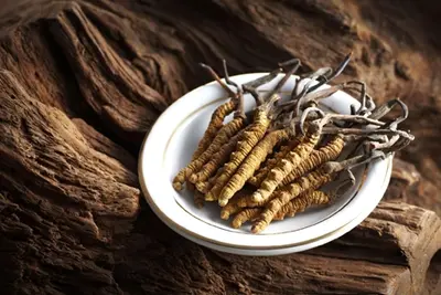 エネルギーとスタミナの向上: Cordyceps Sinensis抽出物がどのように役立つか